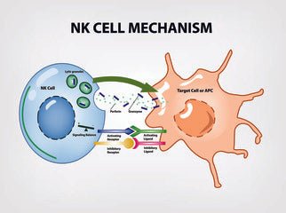 How Natural Killer (NK) Cells work