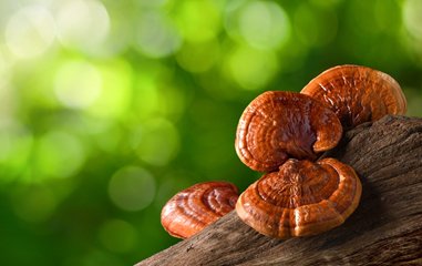 The Ultimate Guide to the Health Benefits of Ganoderma Lucidum (Reishi)