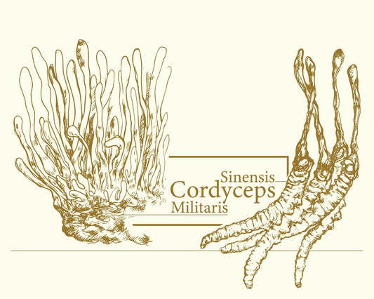 Cordyceps Mushrooms: Benefits and Warnings