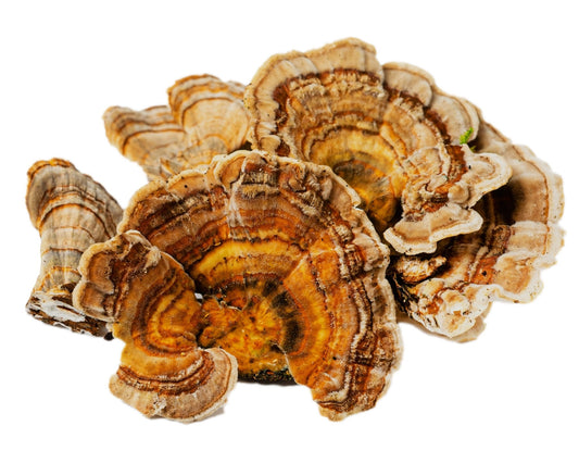 Unveiling the Power of Turkey Tail Mushroom (Coriolus versicolor): Benefits of PSK Extract