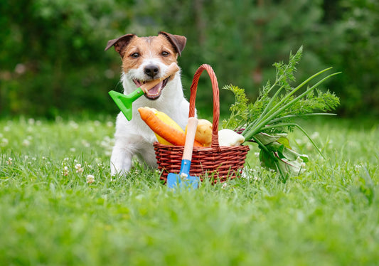 Exploring Vegan Dog Treats: How Superfoods Can Enhance Your Dog’s Health